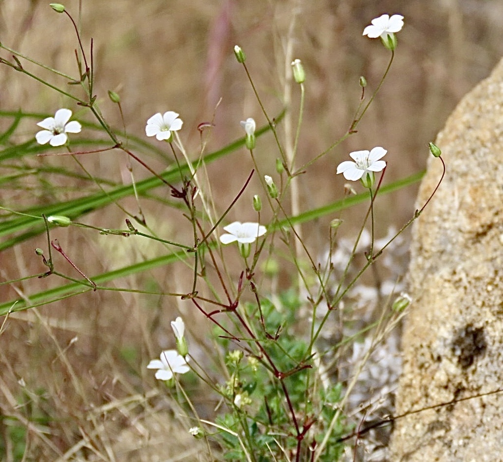Sabulina douglasii; photograph author not stated, no rights reserved