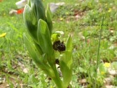 Ophrys umbilicata
