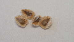 Cryptantha cycloptera