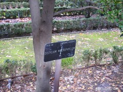 Distylium macrophyllum