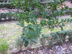 Distylium macrophyllum