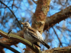 Turdus pilaris