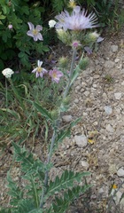 Cirsium inamoenum