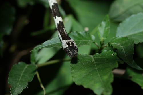 Formosa Wolf Snake