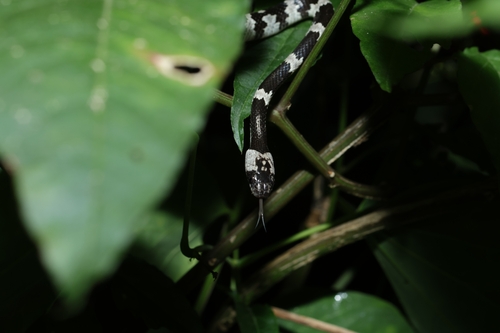 Formosa Wolf Snake