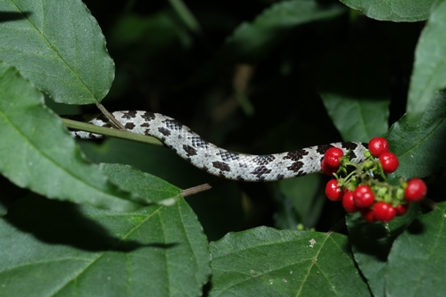 Formosa Wolf Snake