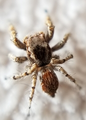Habronattus amicus