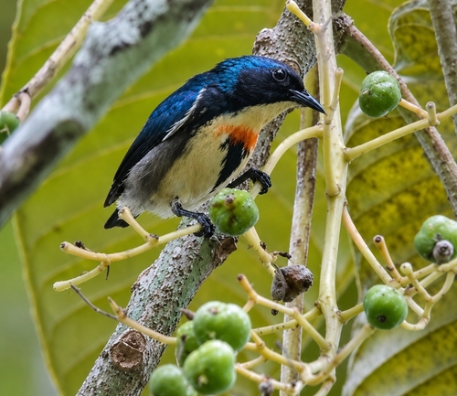 Fire-breasted Flowerpecker