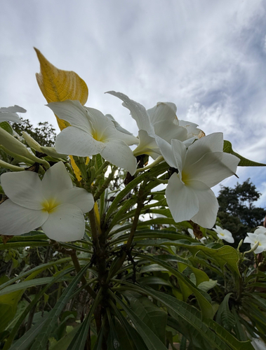 Hammerleaf Frangipani