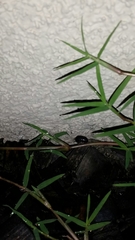 Armadillidium vulgare