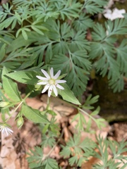 Stellaria corei