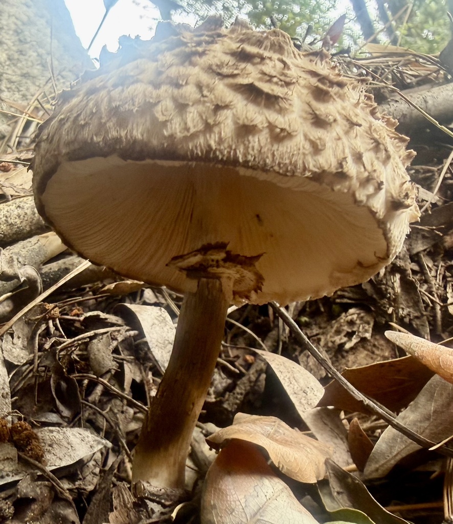 Olive Shaggy Parasol
