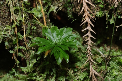Rhodobryum giganteum observed 2026-05-22
