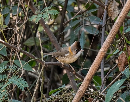 Whiskered Yuhina