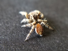 Habronattus amicus