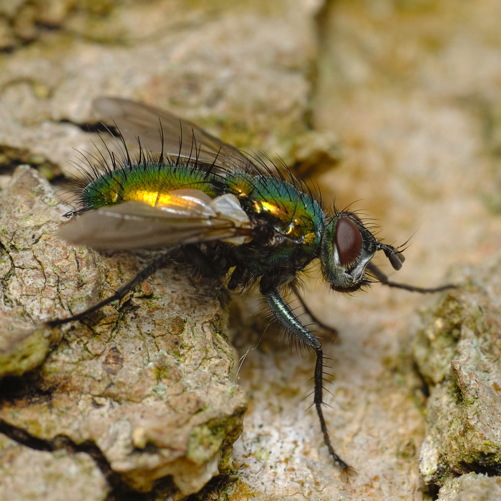 Gymnocheta viridis