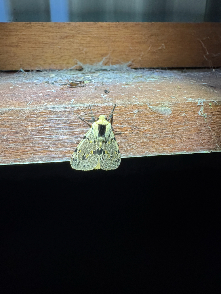 Spilosoma biagi (Spilosoma biagi)