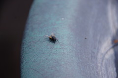 Musca domestica
