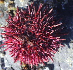 Mesocentrotus franciscanus