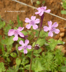 Silene aegyptiaca