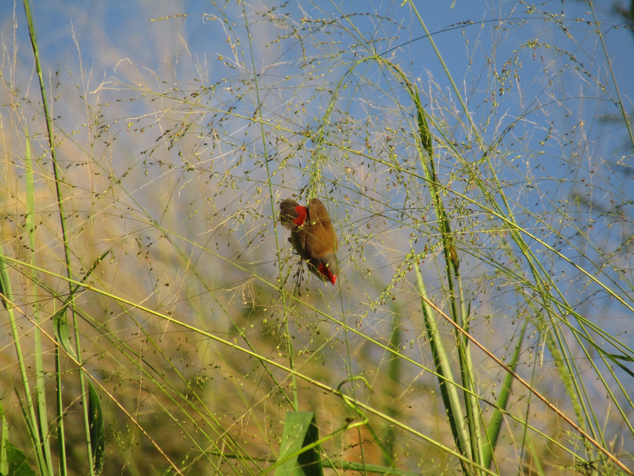 Orange-cheeked Waxbill (Estrilda melpoda), photo 3
