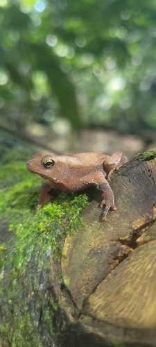 Rhinella hoogmoedi