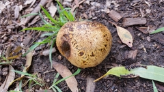 Pisolithus marmoratus