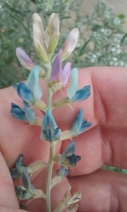 Astragalus lentiginosus borreganus