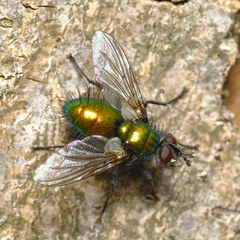 Gymnocheta viridis