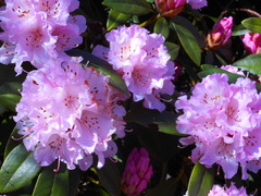 Rhododendron × hybridum