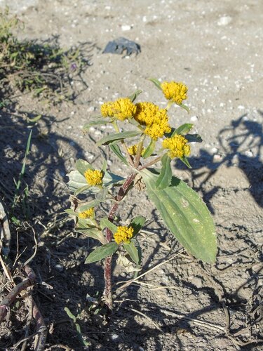 Flaveria bidentis