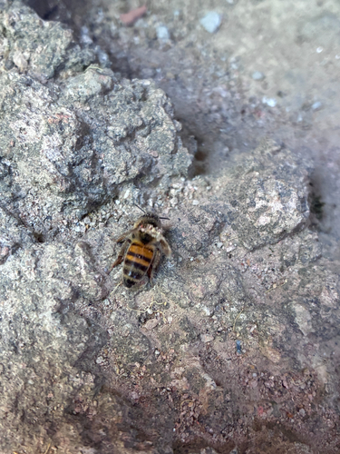 Western Honey Bee
