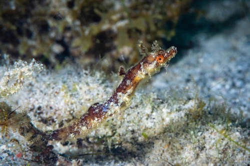Pijppaardje (Amphelikturus dendriticus) — Syngnathidae
