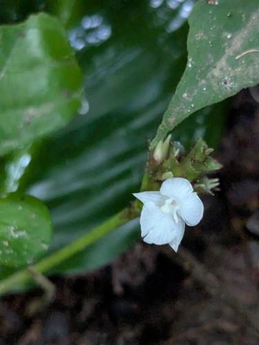 Goeppertia fucata (Goeppertia fucata)