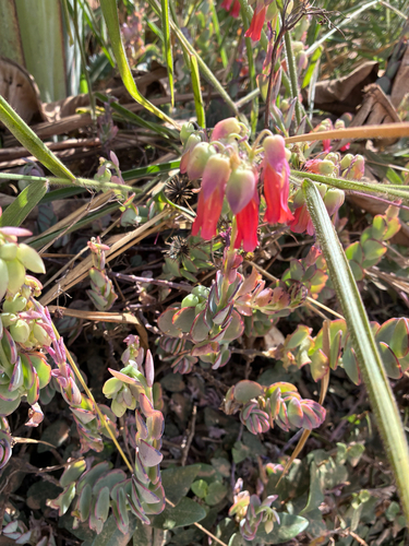 Kalanchoe marnieriana