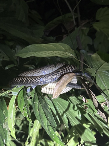 Photo of a Smooth-scaled Mountain Rat Snake (Ptyas luzonensis)