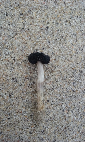 Desert Inkcap