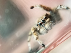 Habronattus amicus