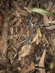 Carphodactylus laevis