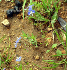 Veronica syriaca