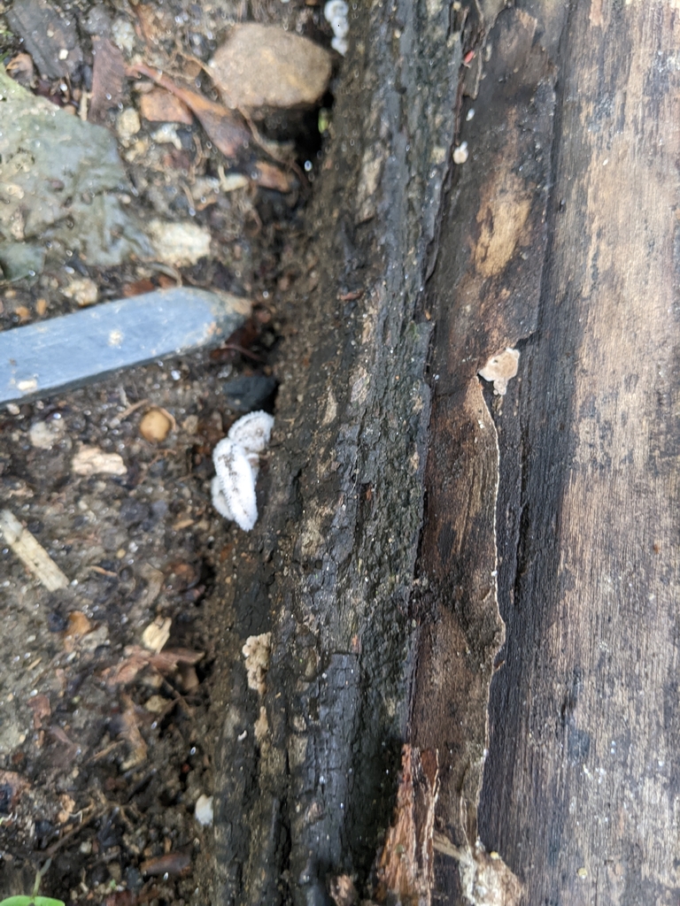 splitgill mushroom · May 2026 · photo: Photo: (c) Maria Aghazarian, some rights reserved (CC BY) · iNaturalist