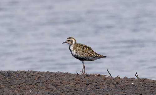 iNaturalist image