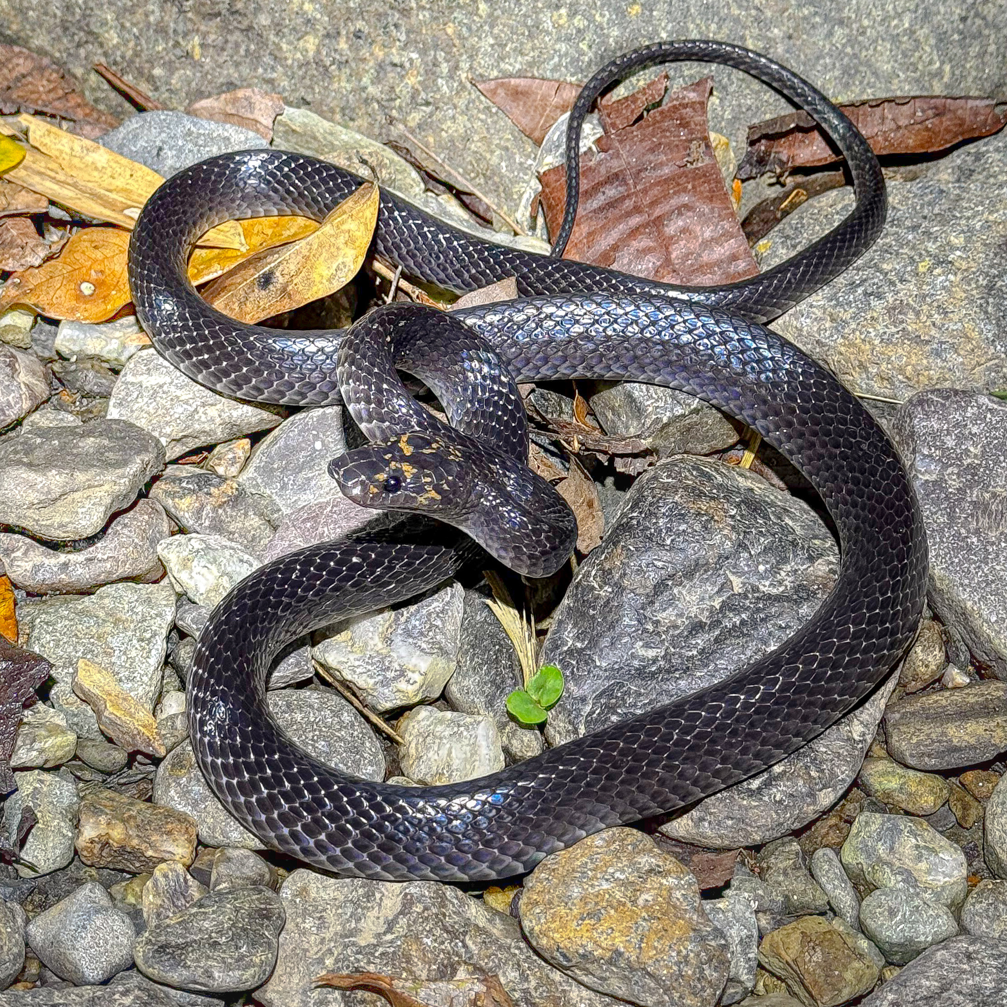 Seale's Banded Asian Wolf Snake photo 3