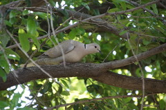 Streptopelia decaocto