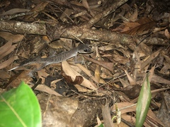 Carphodactylus laevis