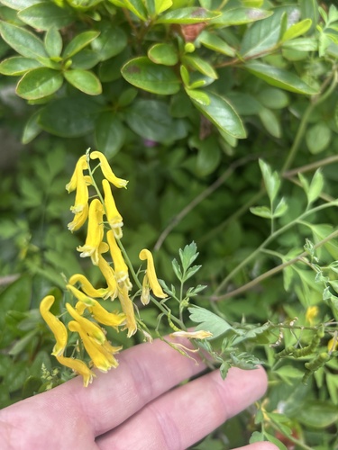 Corydalis heterocarpa, photograph 2
