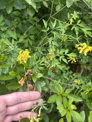 Corydalis heterocarpa, photograph 3