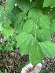 Lindera obtusiloba, photograph author not stated, no rights reserved