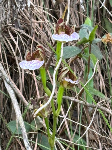Zygopetalum maculatum