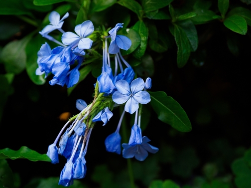 blue plumbago